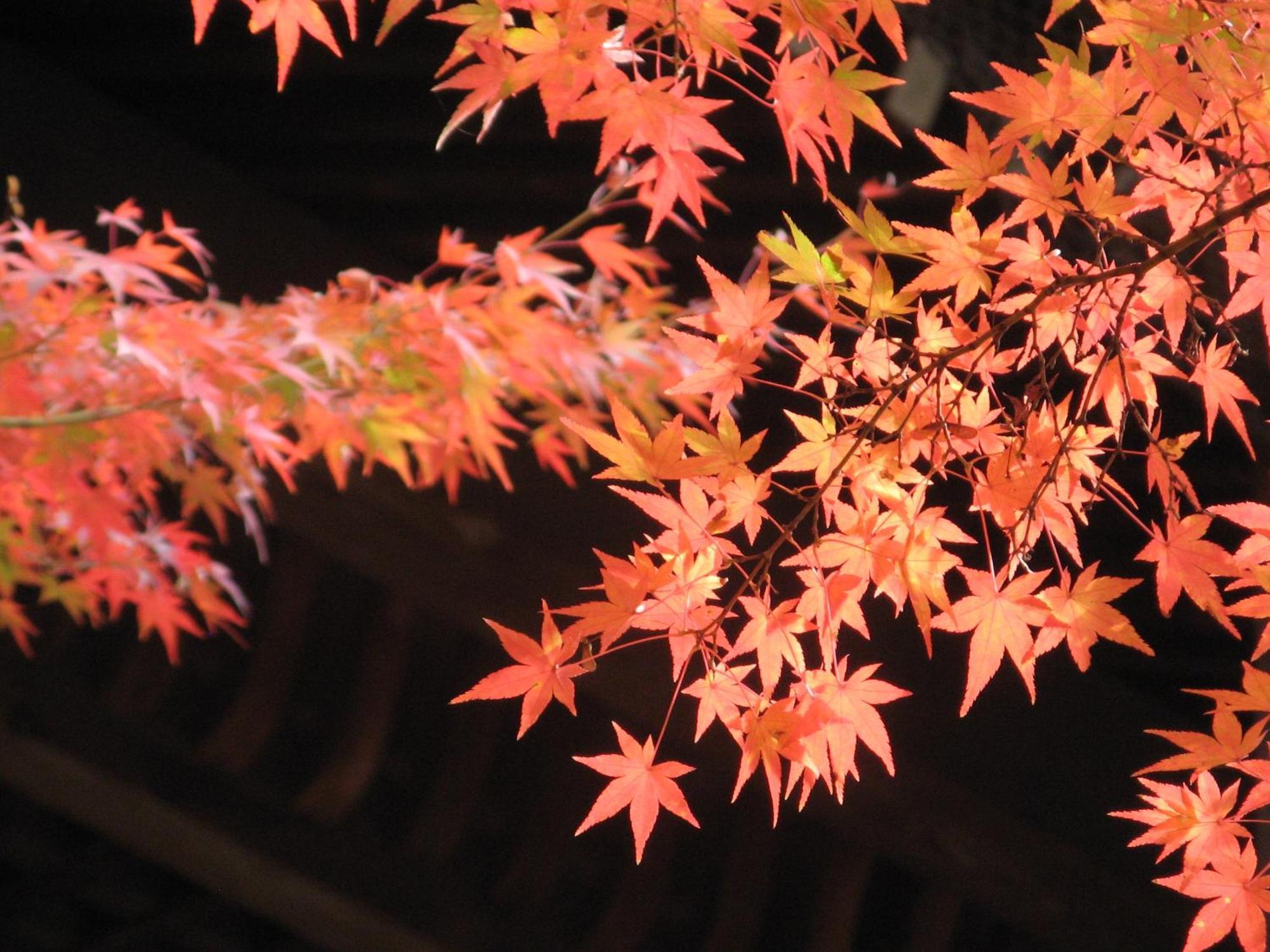 Heian No Mori Kyoto Hotel Eksteriør billede